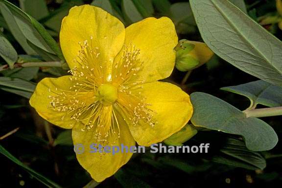 hypericum patulum 4 graphic